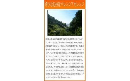  【先行予約】秀品 希少な国産バレンシアオレンジ　2.5kg　※2026年6月下旬頃〜7月上旬頃順次発送（お届け日指定不可）【uot752】