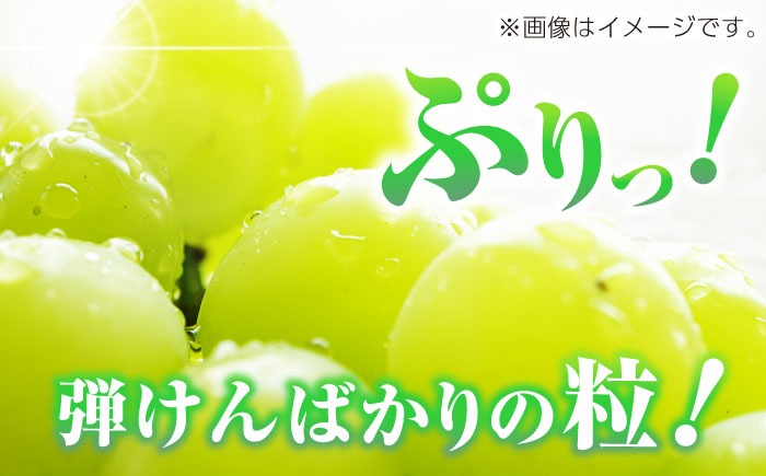 【先行予約】　【2回定期便】　訳あり シャインマスカット 切り落とし 約700g  【合同会社 社方園】 [ZBZ043]