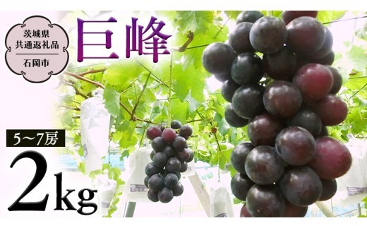 
                   巨峰 約2kg (茨城県共通返礼品 石岡市） 2026年8月下旬発送開始  開田ぶどう園 産地直送 フルーツ 甘い 直送 茨城 限定 ぶどう 巨峰 果物 [DO002sa]
                