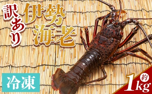 
                  伊勢海老 1kg(1～5匹) 冷凍 - 訳あり 国産 エビ えび 海鮮 魚介 産地直送 プリプリ 味噌汁 刺身 焼き物 汁物 えび蔵 高知県 香南市 冷凍 10000円以上 1万円以上 eb-0059
                