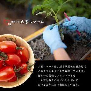 『大家ファーム』の ミニトマト アイコ 1kg 熊本県玉名 | トマト ミニトマト 野菜 やさい アイコ 熊本県 玉名市