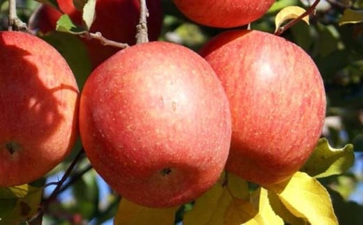 甘味と酸味のバランスが絶妙で人気のりんごです。