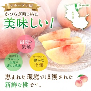桃 【特選最上級】 川中島白桃 約2kg 6個入 ※2026年7月末から8月末順次発送【kgr036】 