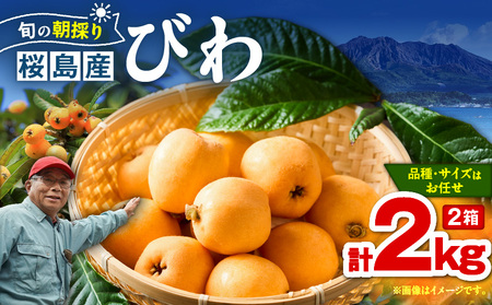 旬の朝採り！ 鹿児島 桜島産びわ 2箱（秀品） K343-001_02 果物 フルーツ