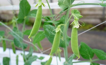 【5月中旬～6月中旬限定発送！】いわき農園のスナップエンドウ 1kg 三陸山田 山田町 野菜 幸姫 有機栽培 無農薬 YD-829
