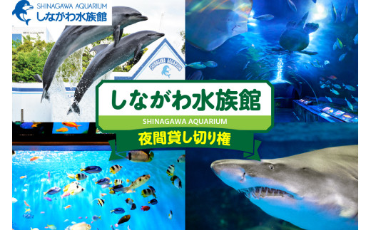 しながわ水族館夜間貸し切り権 チケット 利用券 入場券 体験 観光 旅行  ギフト プレゼント 贈り物 貸し切り しなすい