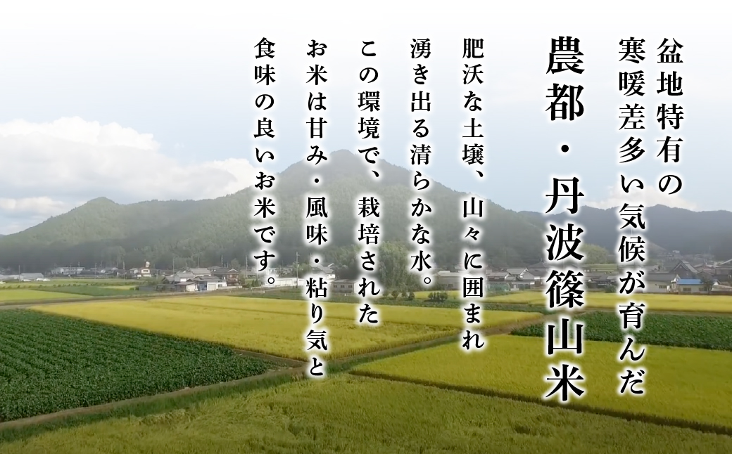 令和7年産　お米　コシヒカリ　丹波篠山産　じっくり精米5kg　白米 100％単一原料米 産地直送米 おいしい お米 精米 コシヒカリ ブランド おこめ 健康 送料無料 おすすめ 人気 口コミ