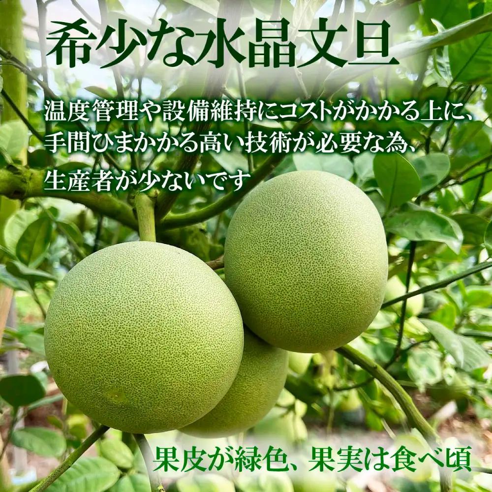 【先行予約】【訳あり】水晶文旦 ご家庭用お得箱（Mサイズ?4Lサイズ） 約6kg（12?16個入り） 高知県土佐市 【株式会社SHIRAKI】 [BQAI022]