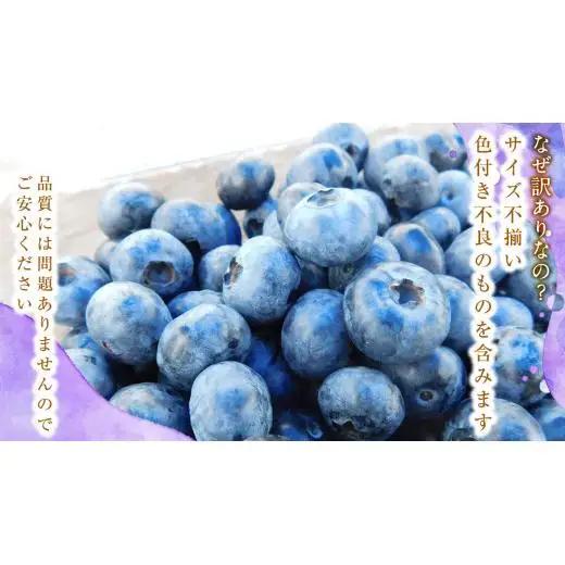 ≪先行予約≫【 訳あり 】 朝採れ 完熟 ブルーベリー 1050g ( 350g × 3パック ) 【 2026年 7月中旬頃より発送開始 】