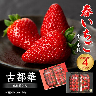 【ふるさと納税】令和8年度　春いちご　古都華　約300g×4パック　合計約1200g_ いちご 苺 果物 フルーツ くだもの 旬 人気 おすすめ 贈答 ギフト 産地直送 送料無料 冷蔵 【配送不可地域：離島・北海道・沖縄県】【1486658】