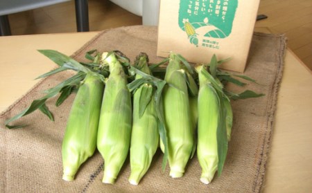 黒木農場　令和６年産　とうもろこし（雪の妖精）12本[012-50]