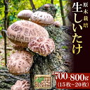 【ふるさと納税】 先行予約 原木生しいたけ 700〜800g 15〜20枚 野菜 きのこ 椎茸 珍しい 原木栽培 塩焼き バター醤油 季節限定 期間限定 早期予約 特産品 お取り寄せ グルメ