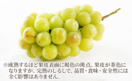 ぶどう 2027年 先行予約 桃太郎 ぶどう 1房（800g以上）化粧箱