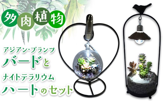 多肉植物　アジアン・プランツバードとナイトテラリウムハートのセット インテリア 照明 ライト 　※2025年7月中旬頃より順次発送予定　※離島への配送不可