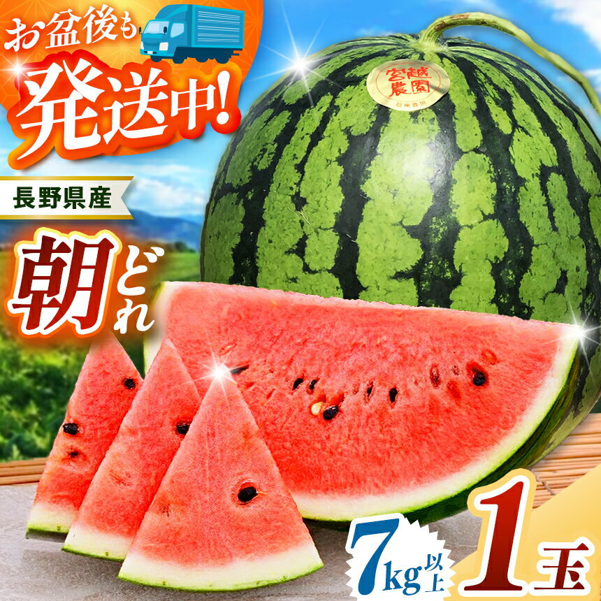 【ふるさと納税】信州名産 スイカ 長野県 波田産 西瓜 2L（ 約7kg～8kg ) │ 信州 松本市 名産地 すいか 果物 野菜 フルーツ くだもの フルーツ ふるーつ ふるさと納税 好食感 高糖度 甘い 美味しい 長野名物 特産品 夏果物 令和7年 7月 - 8月 発送