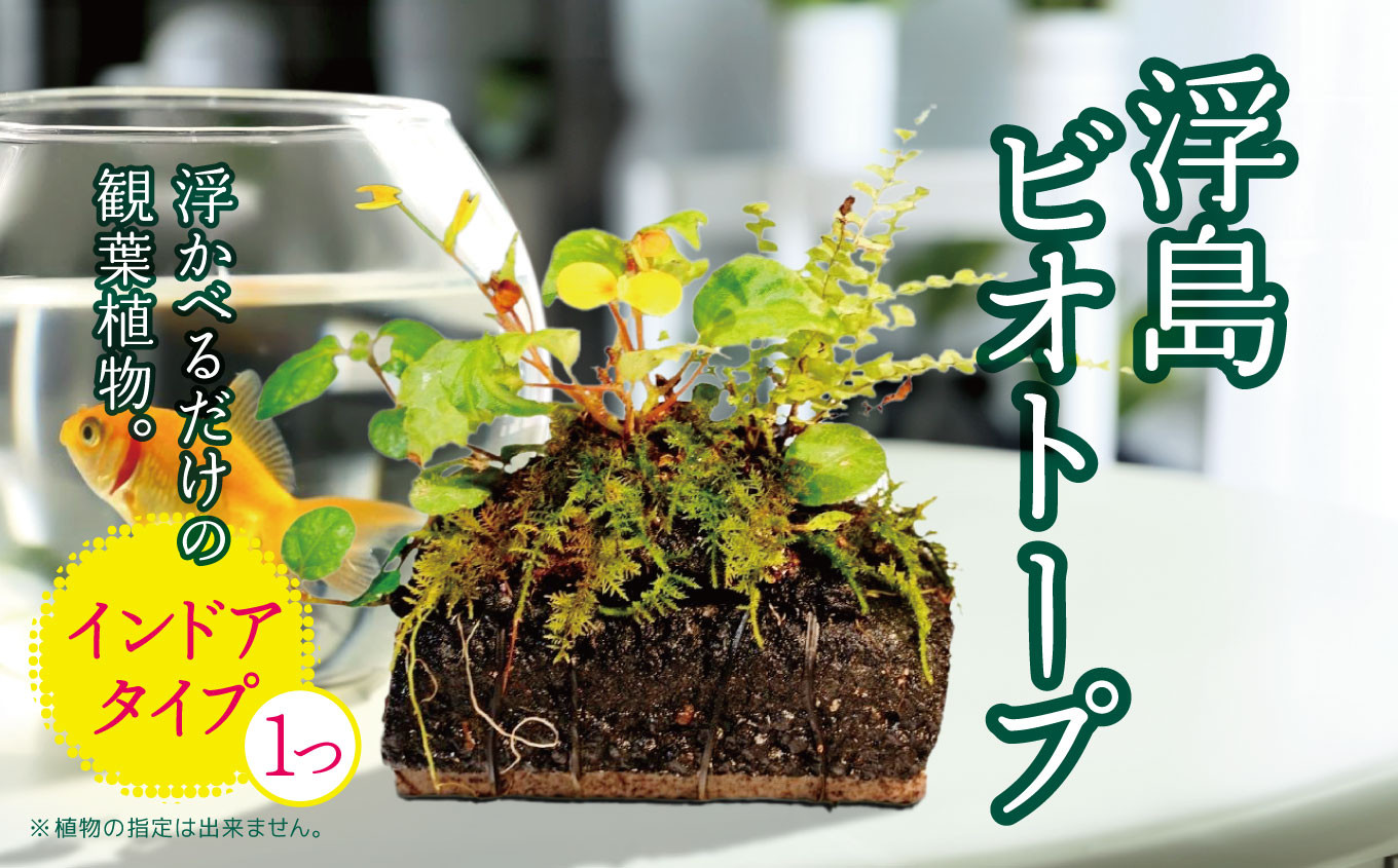
            ★ 期間限定 ★【 浮島 ビオトープ 】～ インドア タイプ ～ ＼ 浮かべるだけで水やり不要 ! ／≪ 観葉植物 ≫ 植栽済み 自動給水 ピクタ | 特許 自動給水 給水機能 観葉植物 植物 癒し 鑑賞 メダカ 水槽 水辺 トレニア ベゴニア フィットニア クリプタンサス おまかせ 千葉県 君津市 きみつ
          