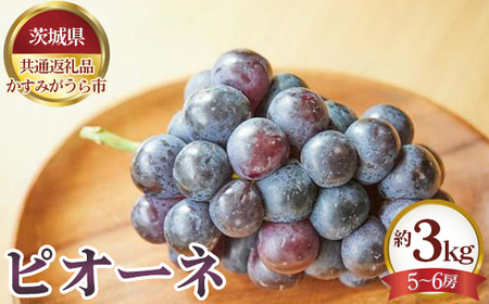 【先行予約】ピオーネ　約3kg（5～6房）【茨城県共通返礼品 かすみがうら市】 No.655