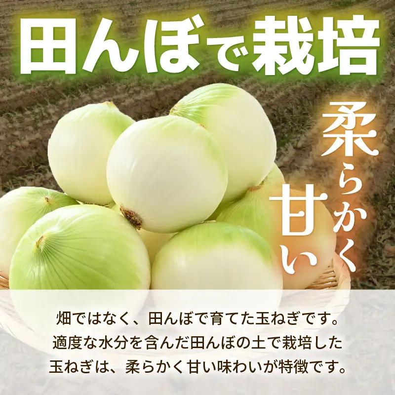 【先行予約】採れたて 新玉ねぎ 5kg（サイズ S M L ミックス）田んぼで育てた甘くて柔らか自慢の玉ねぎ！／ 常備 野菜 玉葱 たまねぎ 新鮮 ※2027年6月上旬以降順次発送予定  [aw056