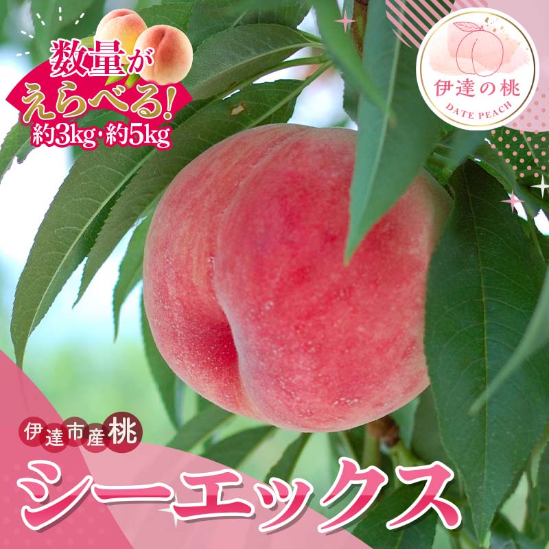 【ふるさと納税】＼選べる容量／【2026年出荷分先行予約】福島県産 シーエックス 約3kg 約5kg サトー農園 大玉 固め 伊達の桃 桃 フルーツ 果物 もも モモ momo F21C-228var