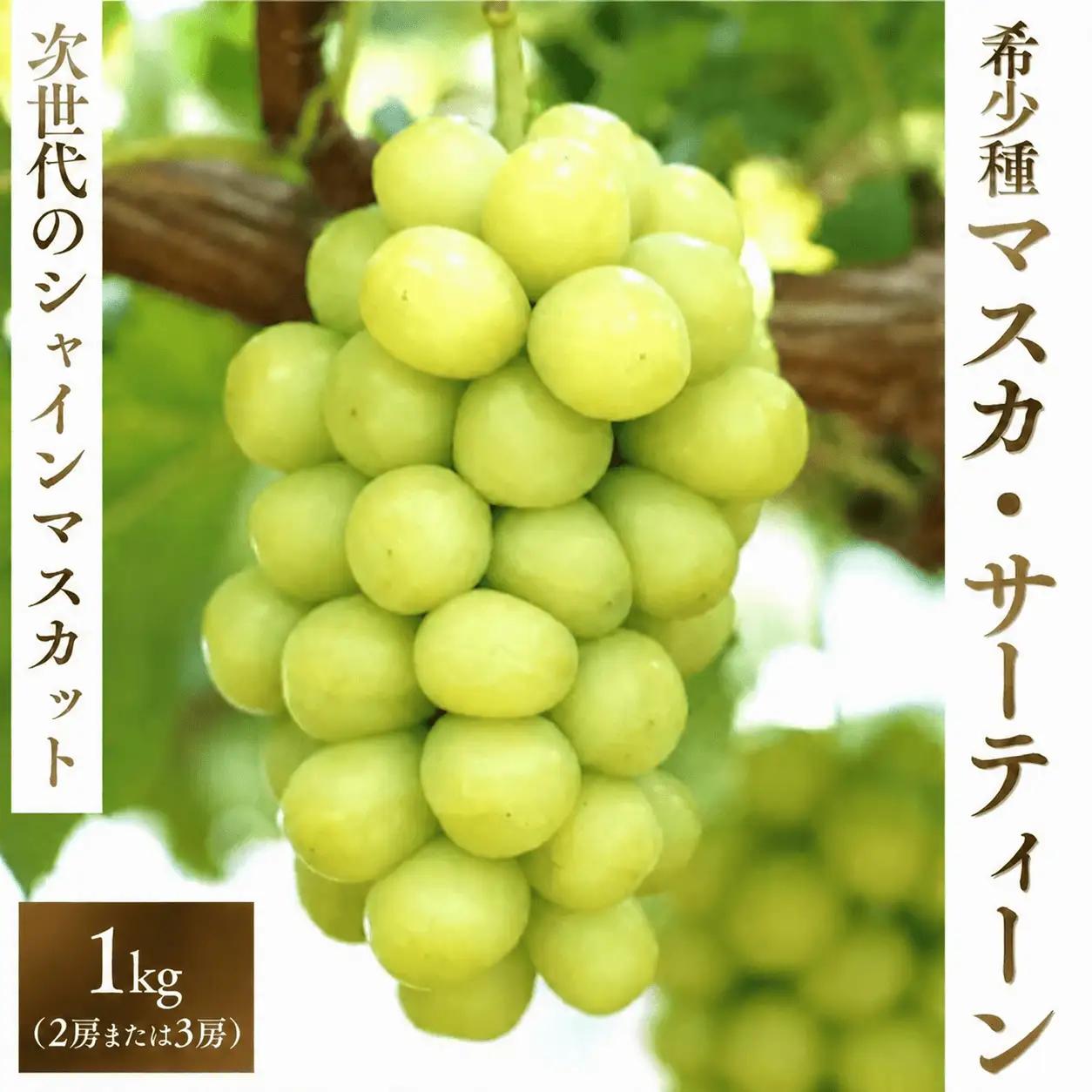マスカサーティーン【シャインマスカット希少品種】1 kg【2026年先行予約】【ysdb004】