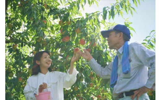 様々な品種の桃を育てる大原観光果樹園。バケツとはさみは貸し出し。取った桃は食べ放題です！どの品種があるかは、来てのお楽しみ♪