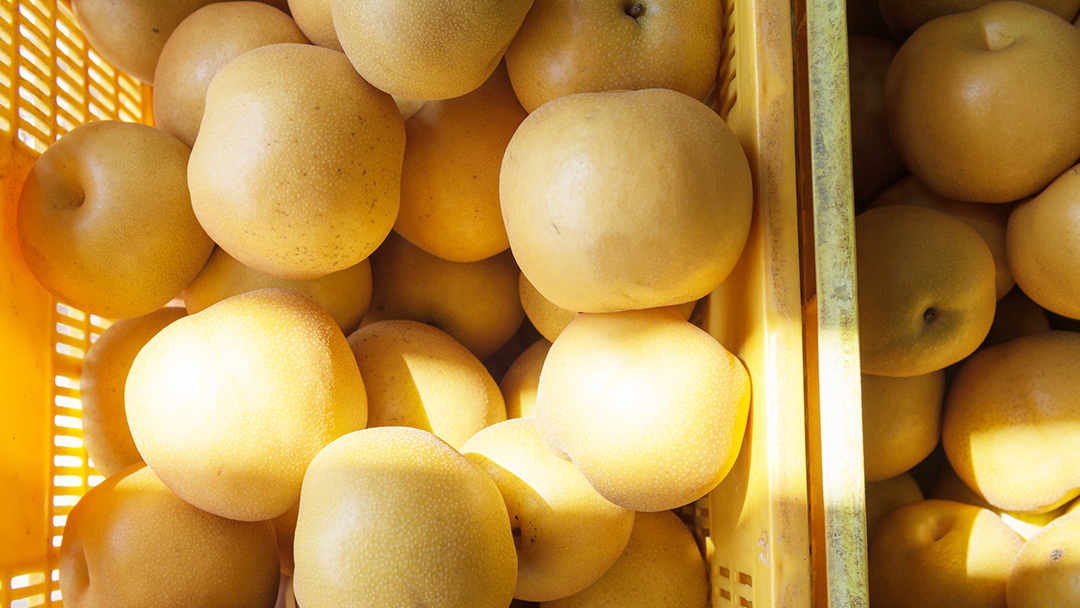 新高 約5kg（茨城県共通返礼品：かすみがうら市） 【2026年9月中旬発送開始】 梨 数量限定 なし ナシ フルーツ 果物 旬 産地直送 [FF005sa]