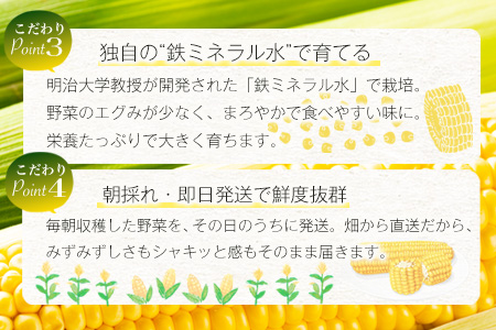 予約受付【限定30セット】スイートコーン（ゴールドラッシュ）10～12本入 とうもろこし トウモロコシ 野菜 B-319 佐賀 鹿島