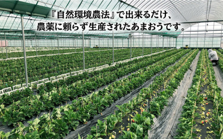 『自然環境農法』で育てた福岡県産あまおう 約285g×2パック＜ながえや＞ 那珂川市 いちごあまおう 人気あまおう あまおう いちご 苺 九州産あまおう 九州産いちご 福岡産あまおう 博多あまおう 福