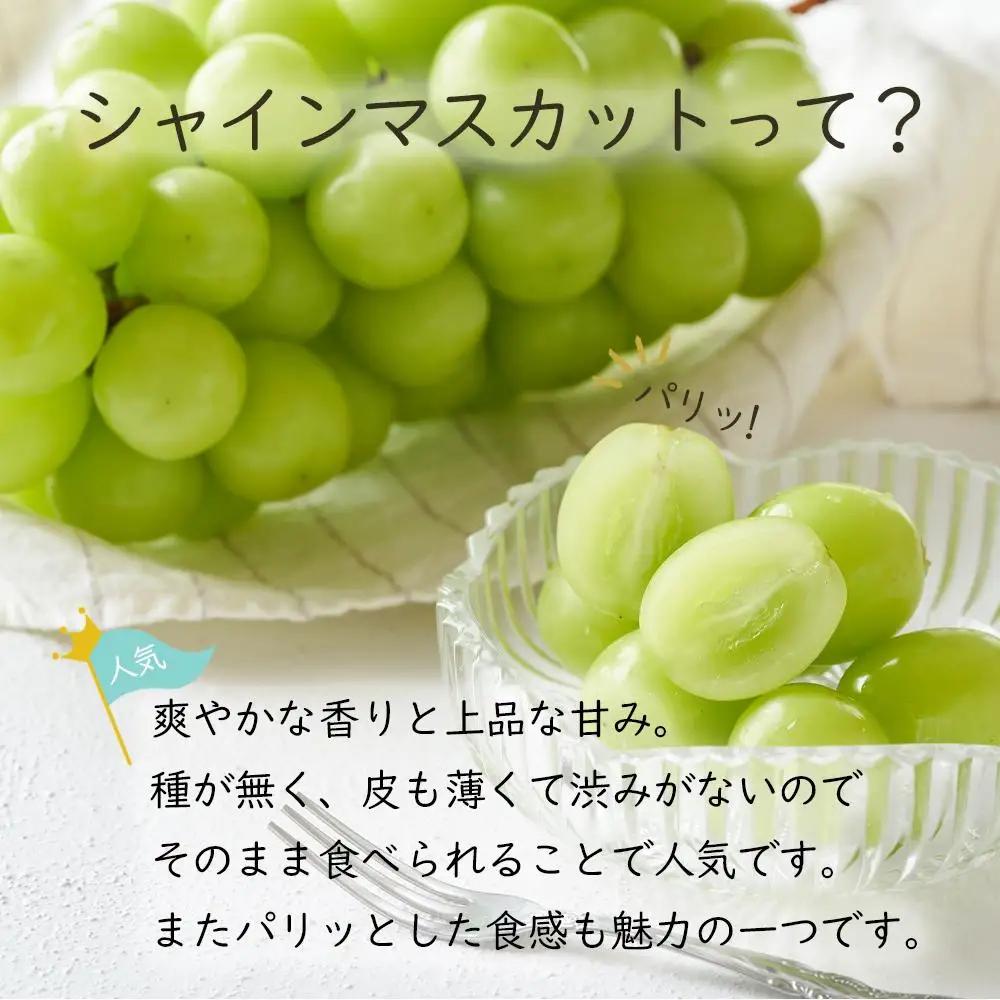 岡山県産 ぶどう  2026年発送 ご家庭用 シャインマスカット 晴王約1.5kg （3～6房）フルーツ 果物 | シャインマスカット
