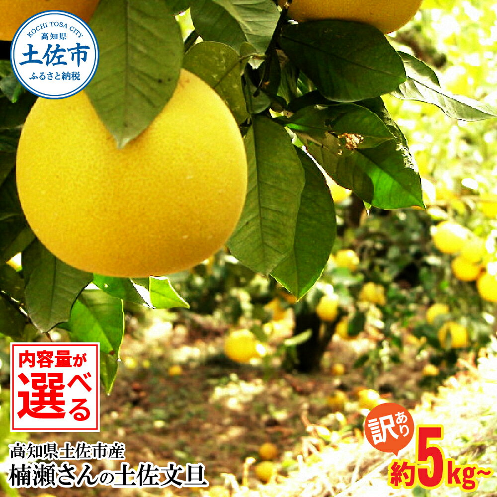 【ふるさと納税】文旦 訳あり 約5kg 約10kg 約5キロ 約10キロ 4L～L ぶんたん ブンタン フルーツ 柑橘 みかん 果物 くだもの 柑橘 デザート わけあり ご自宅用 ご家庭用 お取り寄せ 国産 常温 配送 故郷納税 ふるさとのうぜい 返礼品 高知県 土佐市