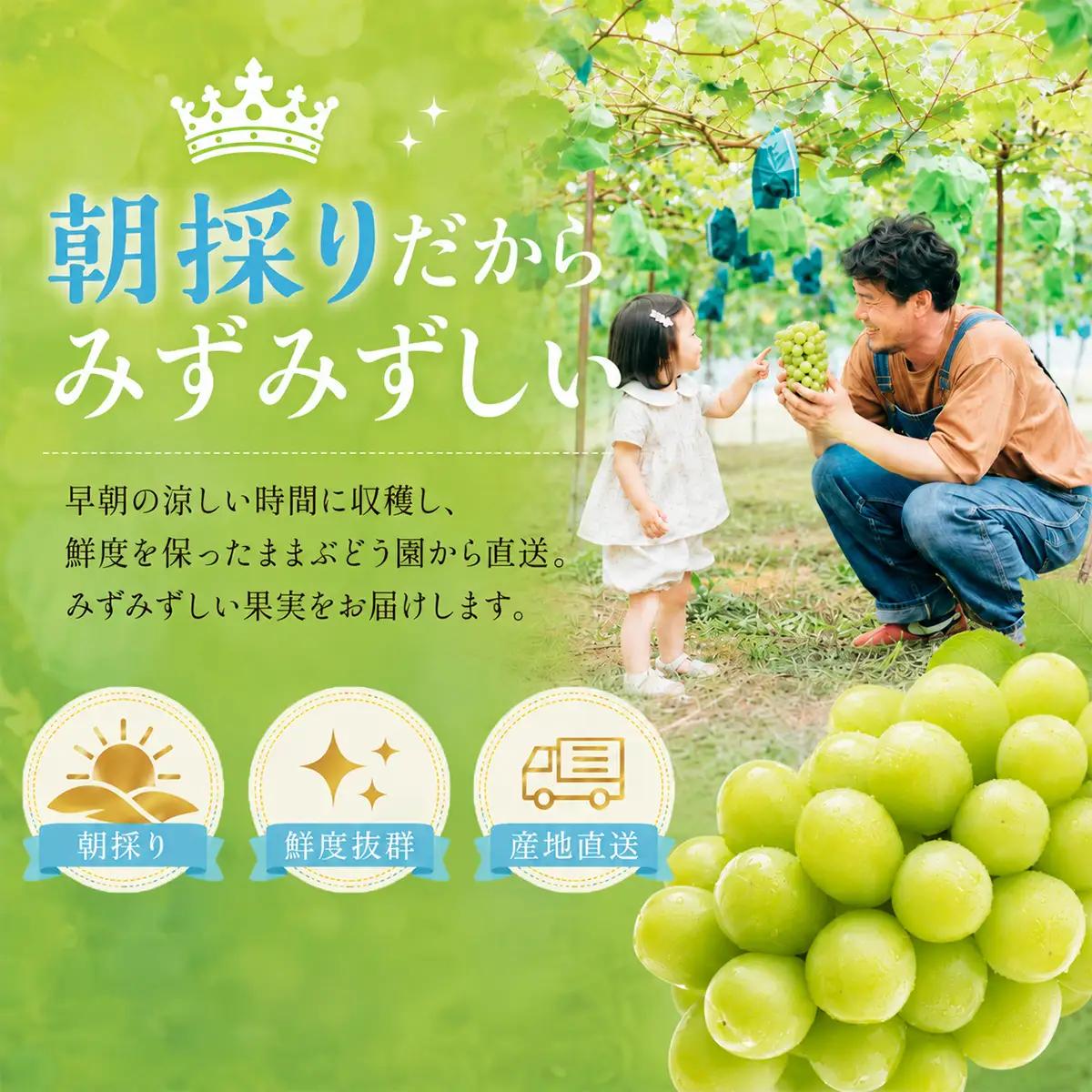 ぶどう 2026年 ［ご家庭用］ シャイン マスカット3～5房（合計2kg以上） ブドウ 葡萄 第1回全国ぶどう選手権入賞 岡山県産 フルーツ 果物 OEC KINGDOM ぶどう家 果物類