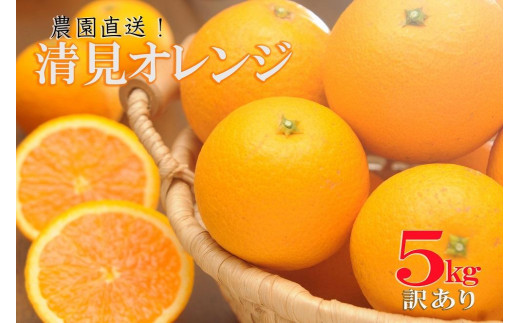 
清見オレンジ 5kg（大小混合）《ご家庭用》ちょっと訳あり【北海道・沖縄県・一部離島 配送不可】
