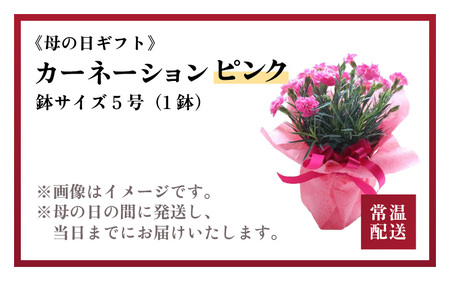 【25セット限定 先行予約】カーネーション ピンク 5号 鉢植え 生花 ＜数量限定！想いを届ける母の日ギフト＞ / 花苗 花 贈り物 ギフト 女性 プレゼント 感謝 ※2026年5月6日～9日の間にお