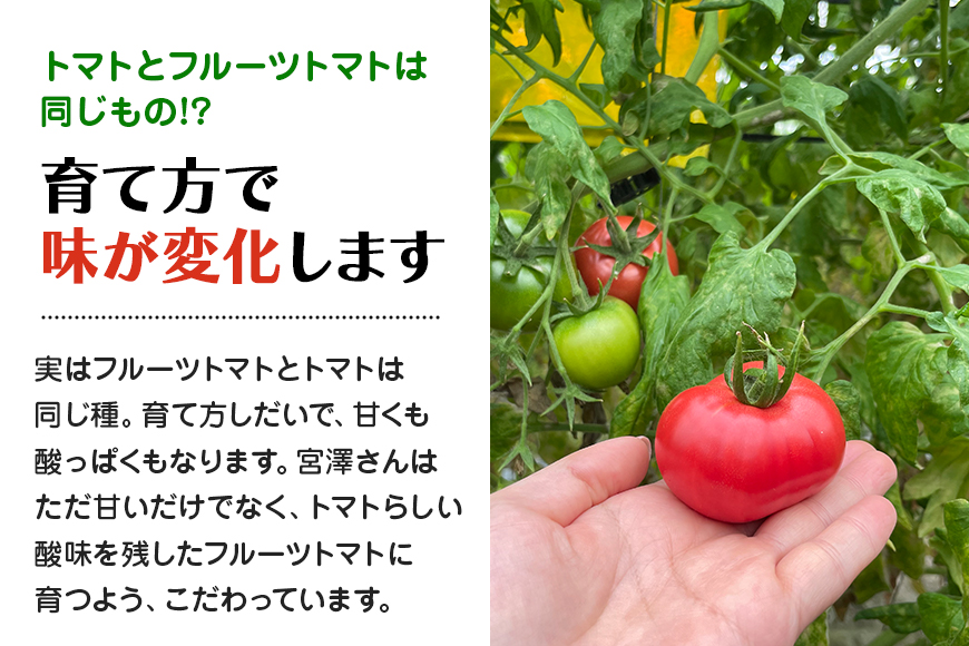 【数量限定 先行予約】＜2024年11月出荷開始予定＞ 爆音トマトと呼ばれるフルーツトマト「百里百」 2kg 甘い 酸味 肉厚 大玉 産地直送 とまと 健康 リコピン 百里基地 戦闘機 国産 茨城県 