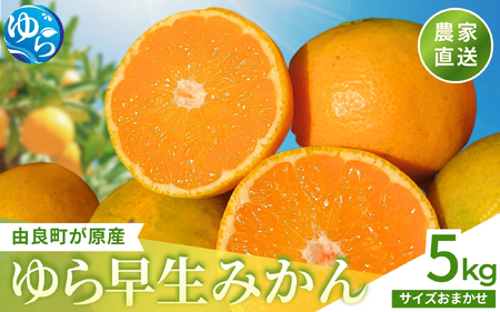 ゆら早生 みかん 5kg / 和歌山県 柑橘 みかん 甘い 蜜柑 フルーツ 果物 くだもの 食品 人気  晩柑 おすすめ 送料無料 産地直送 由良町 ※2026年10月上旬頃～10月下旬頃に順次発送予定【kzmn003-r-5】