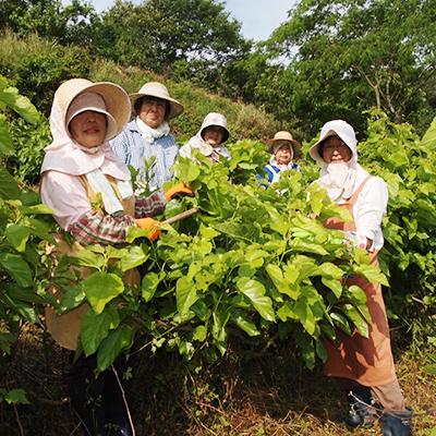 ふるさと納税 さぬき市 さぬきマルベリーティー3種詰め合わせギフト |  | 02