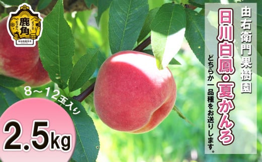 《先行予約》秋田県鹿角産 早生桃（日川白鳳／夏かんろ）約 2.5kg（8～12玉入り）●2025年8月上旬発送開始【由右衛門果樹園】 桃 もも モモ お盆 お見舞い 内祝い おすそ分け 完熟 国産桃 お中元 お歳暮 贈り物 贈答用 グルメ ギフト 故郷 秋田 あきた 鹿角市 鹿角 送料無料 