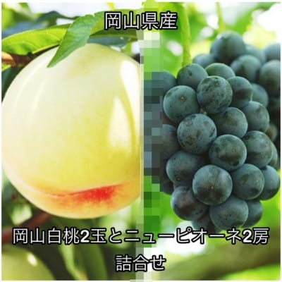 【2026年発送】岡山県産 岡山白桃2玉とニューピオーネ2房 詰合せ　化粧箱入り【配送不可地域：離島】【1710842】