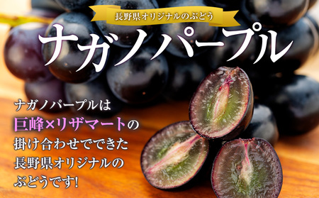 ナガノパープル 2kg ぶどう ナガノパープル