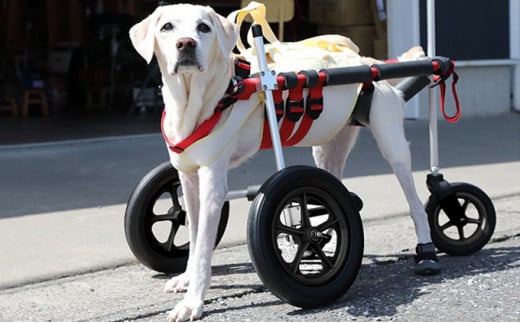 
大型犬用三輪車椅子（背丈50～75cm　体重40キロ以下）【！寄附前に事業者へ相談必要！】
