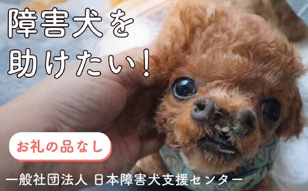 【返礼品なし】 障害犬 保護犬の支援 保護犬