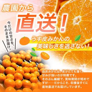 【先行予約】薄皮で濃い甘さ！完熟由良みかん【こつぶ】7.5kg×1箱（2Sサイズ）和歌山県由良産※2025年11月下旬頃から順次発送予定(お届け日指定不可) / 柑橘 ミカン 蜜柑 甘い 由良町 フル