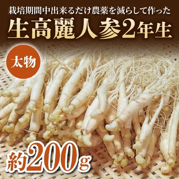 【栽培期間出来るだけ農薬を減らして作った 生高麗人参】2年生 太物 約200g 国産 朝鮮人参｜天然アロマ工房Pono　※2026年10月中旬～11月下旬お届け予定