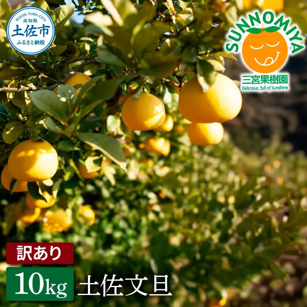 【先行予約】三宮果樹園の土佐文旦 訳あり 10kg〈2027年2月14日から2027年3月15日発送〉高知県 土佐市【三宮果樹園】[BQAP004]