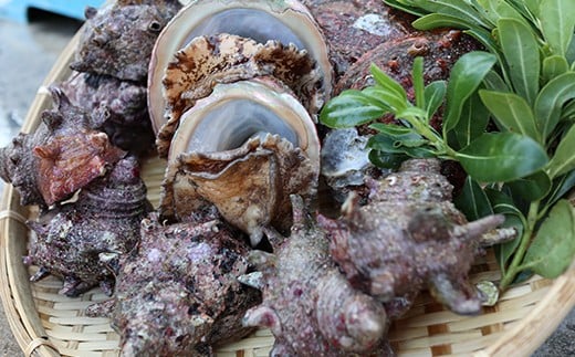 【日時指定可】はじめての西ノ島の寄付の方はもちろん、リピーターの方も実は多い！西ノ島 極上活アワビ＆活サザエ 食べ比べセット　西ノ島町が誇る逸品！旬の味覚直送便