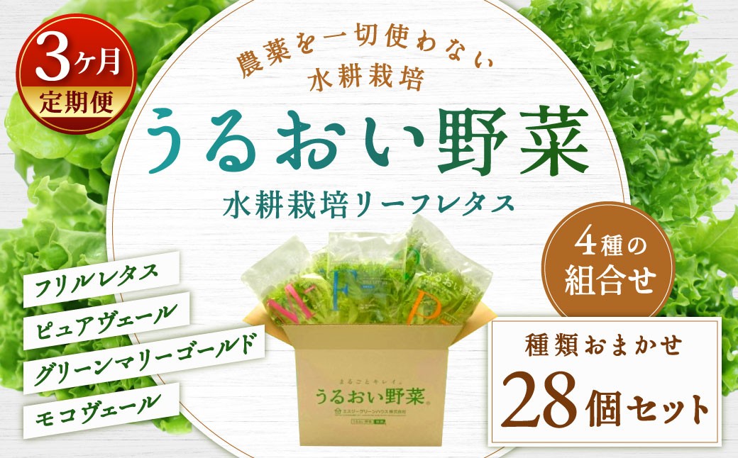 
                  【定期1ヶ月毎3回】水耕栽培 リーフレタス「うるおい野菜」28個セット 野菜 フリルレタス ピュアヴェール グリーンマリーゴールド モコヴェール 定期便 セット 福岡県 北九州市
                