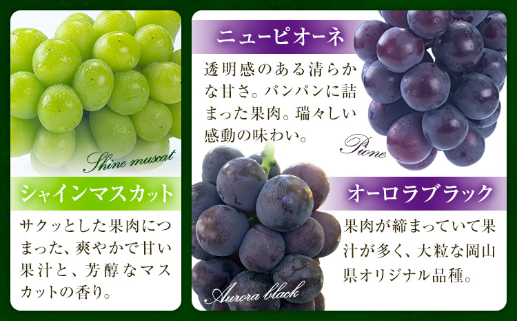 【先行予約】ぶどうの宝石箱 1箱 36粒 たけまさぶどう園 《8月上旬-10月中旬頃出荷》岡山県 浅口市 シャインマスカット ニューピオーネ オーロラブラック フルーツ 果物 くだもの ぶどう マスカ