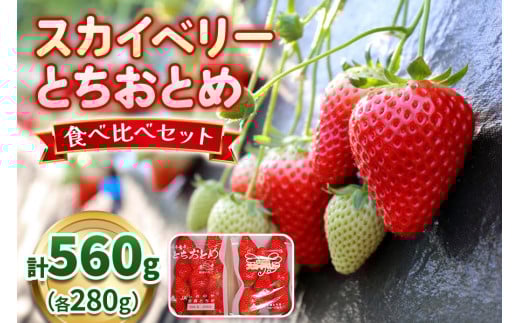 【12月以降発送】スカイベリー×とちおとめ 食べ比べセット 560g 澳原いちご農園  | いちご 苺 イチゴ フルーツ 果物 産地直送 栃木県産