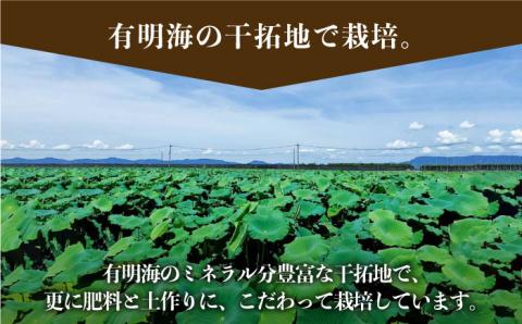 【先行予約】【農家直送！】洗いれんこん 2kg（500g×4袋）山口さんちの贈り物【y'scompany】蓮根 レンコン 洗い 根菜 野菜 佐賀県産 [IAS003]