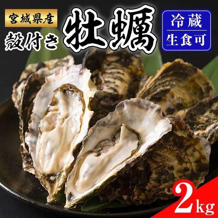 殻付き牡蠣（生食用）冷蔵 2kg 生牡蠣 宮城県産 牡蛎 牡蠣 カキ かき 生食 オイスター カキフライ 牡蠣鍋 海鮮 国産 魚貝類 バーベキュー BBQ 【カタクチ商店株式会社】tm734